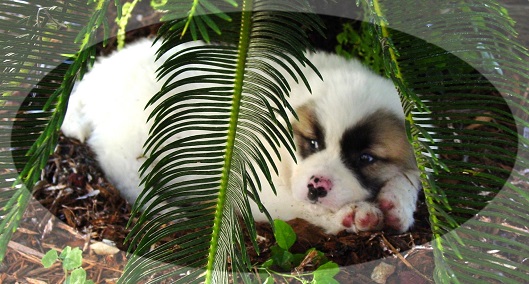 Puppy Koa resting under a sago