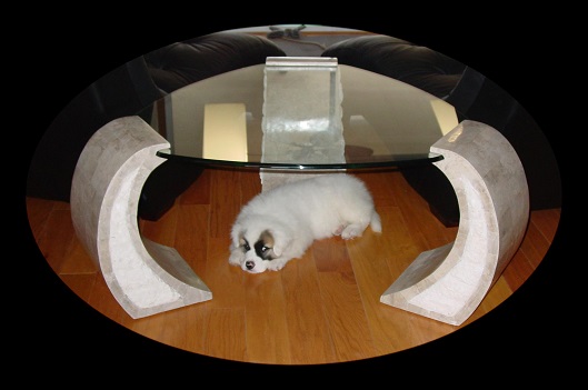 Koa resting under a table