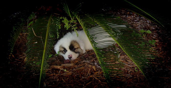 Puppy Koa napping under a sago